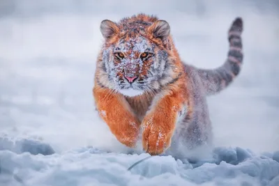 Картинки дикие животные на снегу (68 фото) » Картинки и статусы про  окружающий мир вокруг