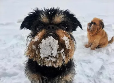 Животные, играющие в снегу