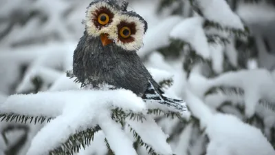 Белочка в снегу | Фотография питомца, Самые милые животные, Животные
