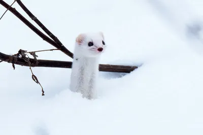 Снежные животные | FotoRelax