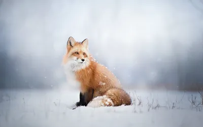 Животные отслеживают в большой снег. Следы диких животных на снегу Стоковое  Изображение - изображение насчитывающей напольно, природа: 171290363