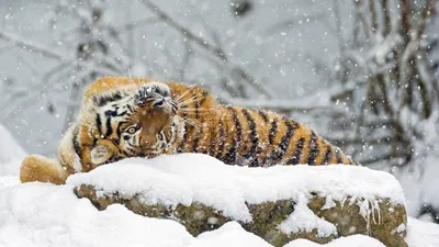 Животные радуются снегу - Zefirka