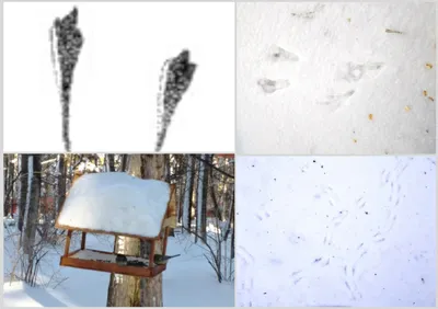 10 интересных фактов, почему снег полезен для многих животных | Приключения  натуралиста | Дзен
