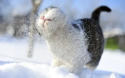 Котики в снегу | Пикабу