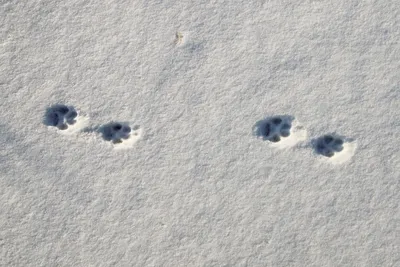 человек идет по заснеженной дорожке и видит следы на снегу, следы животных  на снегу, мышиные следы, Hd фотография фото фон картинки и Фото для  бесплатной загрузки