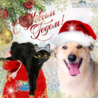 С Новым Годом! | ”Хати” - приют для бродячих животных | Бездомные собаки и  кошки, щенки и котята в Самаре