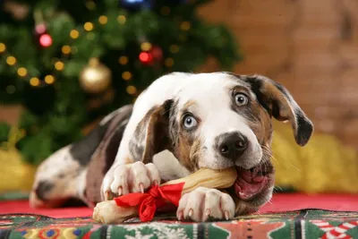 Праздничный ошейник для домашних животных на Новый год и Рождество - купить  с доставкой по выгодным ценам в интернет-магазине OZON (764131045)