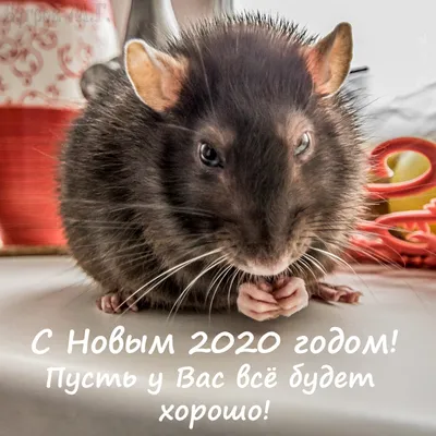 Животные, которые ненавидят Новый год и все, что с ним связано / Праздники  / magSpace.ru