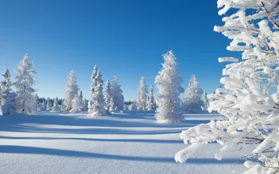Волшебная зима обои для рабочего стола, картинки и фото - RabStol.net