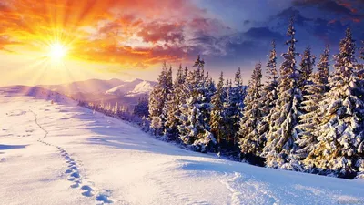 Обои Природа Зима, обои для рабочего стола, фотографии природа, зима, поле,  снег, дерево Обои для рабочего стола, скачать обои картинки заставки на  рабочий стол.
