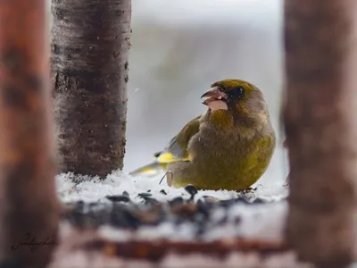 Как Нарисовать Кормушку (50 Фото)