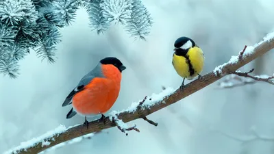 Конспект логопедического занятия в подготовительной группе «Зимующие птицы»  | Дефектология Проф