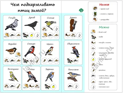 Разработка дидактического пособия «Дидактическая кормушка “Зимующие птицы”»  как средство экологического воспитания дошкольников | Интерактивное  образование