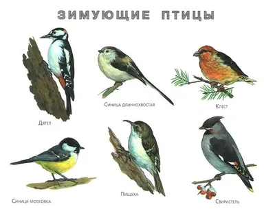 Чем подкармливать птиц в зимний период / Новости / Администрация городского  округа Чехов