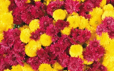 Фон рабочего стола где видно хризантемы, цветы, chrysanthemums, flowers