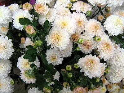 Фон рабочего стола где видно 1920х1200 белые хризантемы цветы