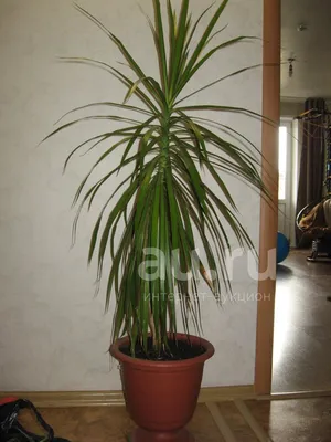 Тропики в домашних условиях: 5 комнатных пальм, которые сможет вырастить  каждый