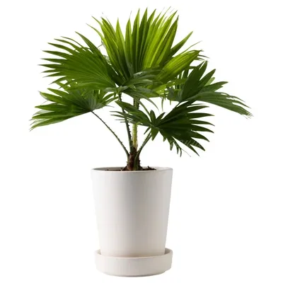Комнатные пальмы: виды и уход | Новости | интернет-магазин комнатных  растений и цветов Мильтония