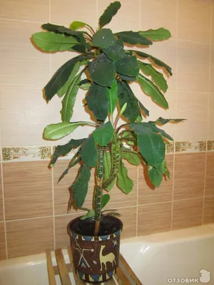 Купить комнатные растения Набор Канто Пальмы в кашпо с автополивом LECHUZA,  общая высота – 130 см в магазине ARTPLANTS с доставкой по Москве