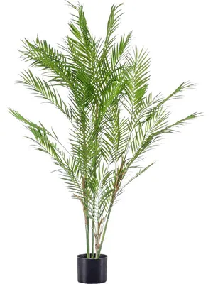 Комнатное растение: Договорная ➤ Пальмы | Бишкек | 88765600 ᐈ lalafo.kg