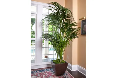 Пальма Арека - купить Пальму Арека в Киеве, заказать домашнюю пальму в  интернет магазине комнатных растений и цветов Флорен