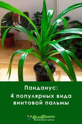 Пальмы комнатные в Минске, заказать домашнюю пальму с доставкой