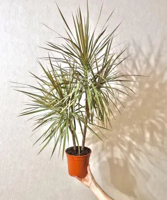 Комнатные пальмы: 5 тропических растений для выращивания в квартире | Все  про сад и дачу | Дзен