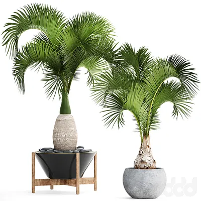 Панданус: 4 популярных вида винтовой пальмы | Садоводство на балконе,  Растения, Комнатное садоводство