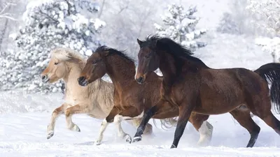 Mobile wallpaper: Animals, Horses, 40475 download the picture for free.