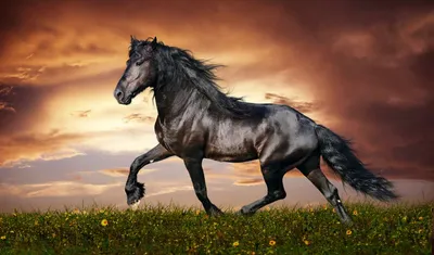 Обои лошади, кони, забота, пара, поле, трава, нежность, тень картинки на рабочий  стол, фото скачать бесплатно