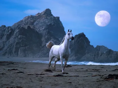Фотография лошадь Животные