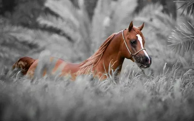 Лошади на природе (57 фото) - 57 фото