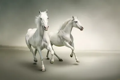 Обои лошади, кони на рабочий стол