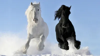 Скачать фотообои для рабочего стола: Серый конь на траве, фото, обои на рабочий  стол, лошадь