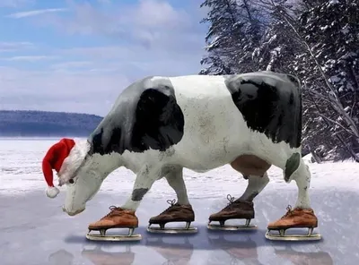 Массовое падение коров на льду во Владимирской области сняли на видео -  День во Владимире