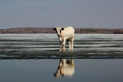 GISMETEO: Выражение «корова на льду» стало реальностью в Челябинской  области: видео - Животные | Новости погоды.