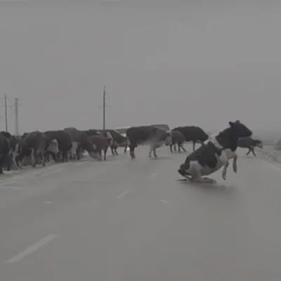 Коровы на льду в российском регионе попали на видео: Город: Среда обитания:  Lenta.ru