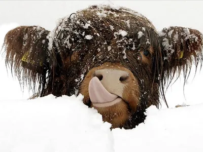 Коровы на льду или Ледовое Позорище (7 фото) | Прикол.ру - приколы,  картинки, фотки и розыгрыши!