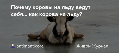 Корова на льду выступила на открытии катка в Ставрополе | 05.12.2019 |  Ставрополь - БезФормата