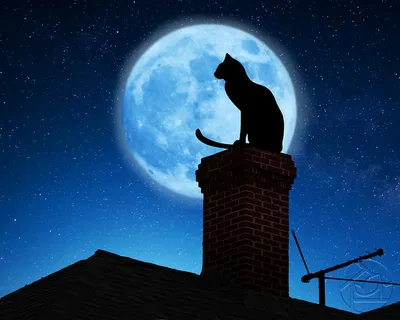 Коты на крыше картинки фотографии