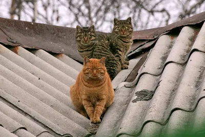 Кошки на раскаленной крыше/Cats on a hot tin roof. | Facebook