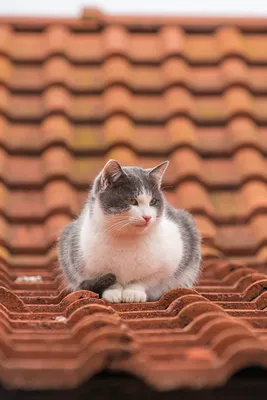 ᐉ Картина по номерам №6 Коты на крыше в коробке 40x50 см