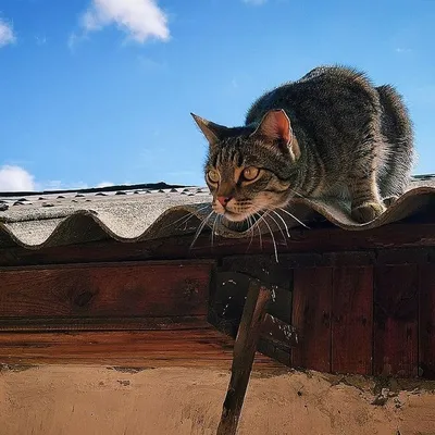 Кот на Крыше - усадьба в Гомеле – Главная