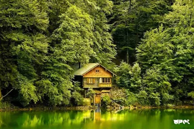 Красивые дома в лесу (98 фото) - 98 фото