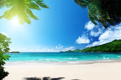 Картинки пляж пальмы красивые (55 фото) » Картинки и статусы про окружающий  мир вокруг