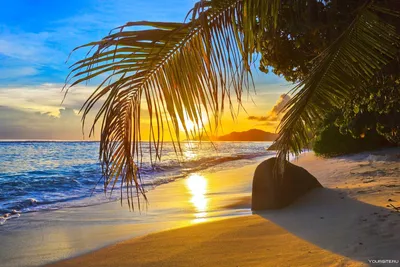 Картинки пальмы море красивые (67 фото) » Картинки и статусы про окружающий  мир вокруг
