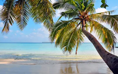 Красивый тропический пляж, пальмы, море - рай Стоковое Изображение -  изображение насчитывающей природа, море: 95629925