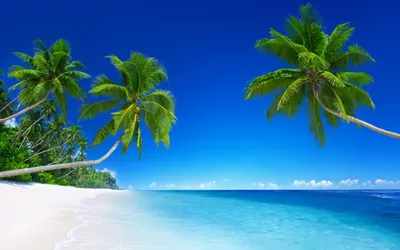 Картинки пальмы пляж на рабочий стол (62 фото) » Картинки и статусы про  окружающий мир вокруг