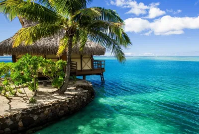 Красивый пляж пальмы на Острова Кука на солнечный день Стоковое Изображение  - изображение насчитывающей небо, природа: 62795225