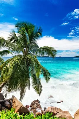 Обои Красивые тропические пейзажи, пальмы, пляж, море, солнце 2560x1600 HD  Изображение